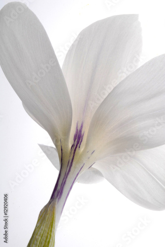 Fototapeta Naklejka Na Ścianę i Meble -  white crocus flower