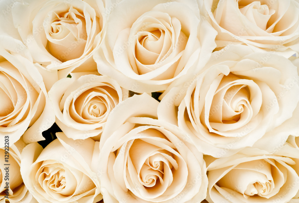 A Bouquet of White Roses A Bouquet of White Roses