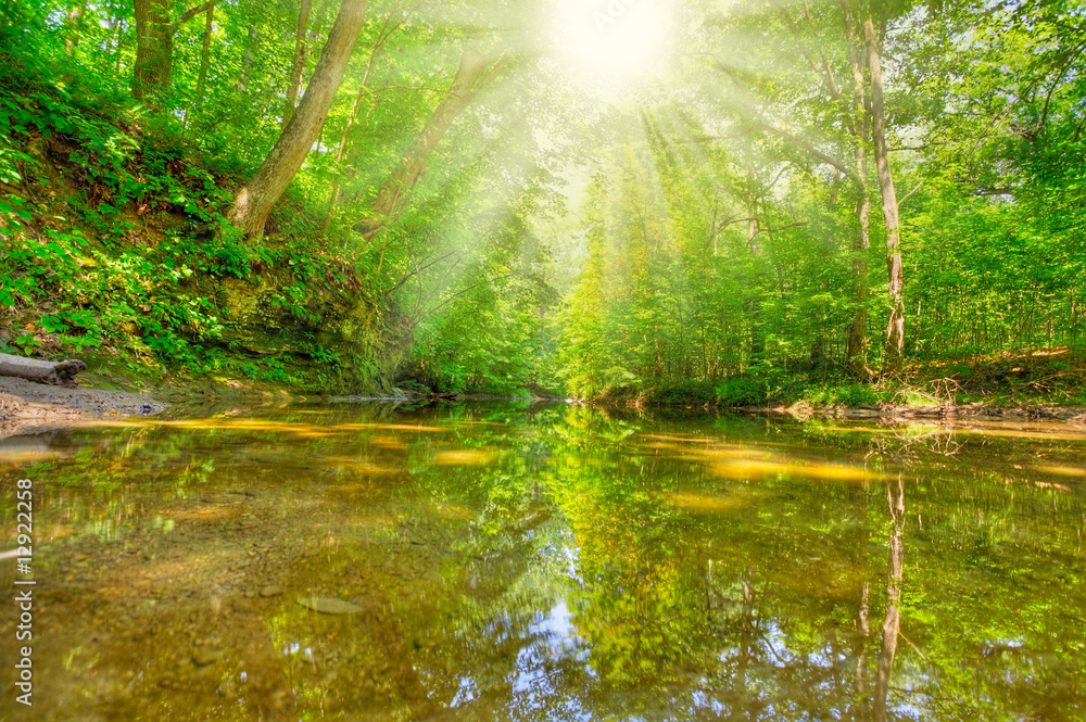 Obraz premium Morning in the forest