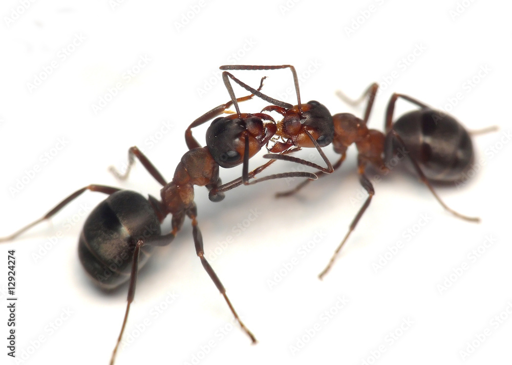 oh, darling. warm greetings of forest ants oh, darling. warm greetings of forest ants