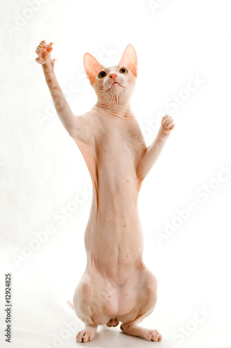 Don Sphynx