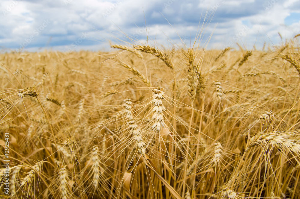 Fototapeta premium field of ripe wheat gold color south Ukraine