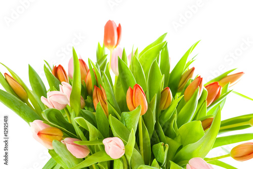 tulips isolated on white background