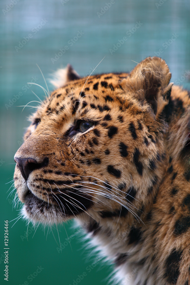 Fototapeta premium Panthera Pardus