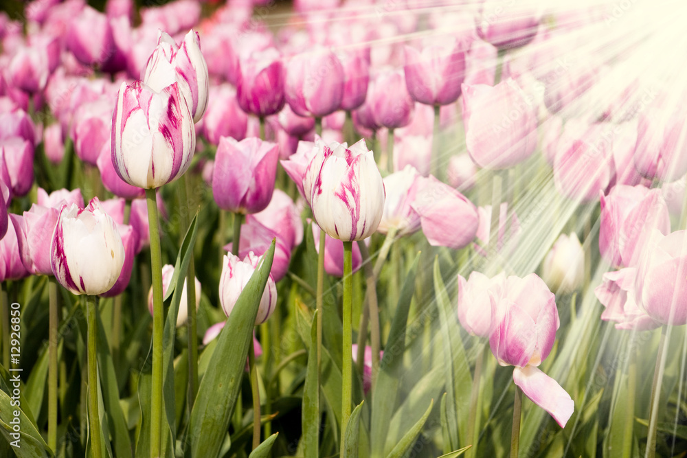 Fototapeta premium Purple tulips and rays of sun