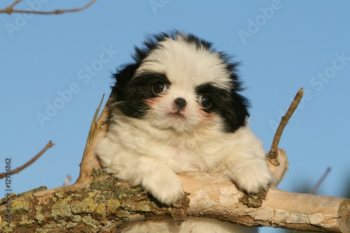 Schilderij op canvas chiot épagneul japonais (japanese chin) craquant,charme