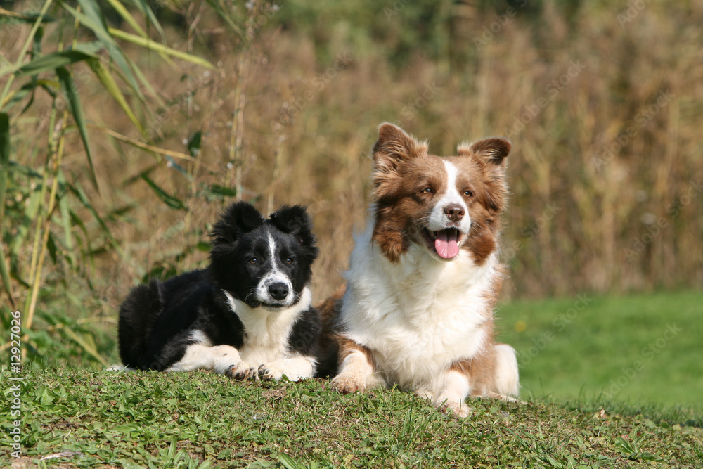 un border collie adulte et un jeune assis ensemble côte à côte