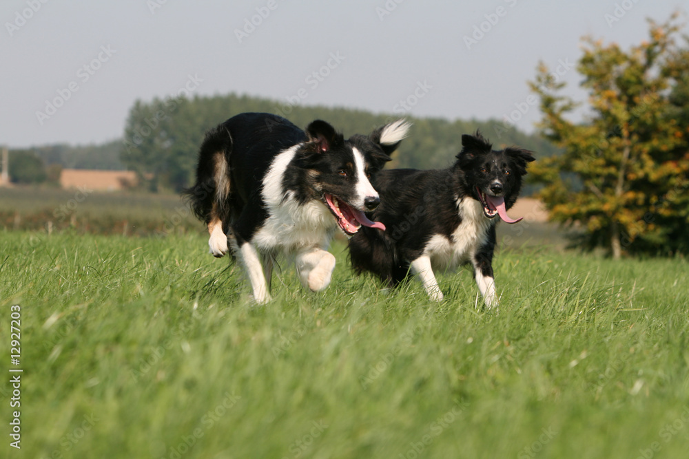 deux border collie en train de s'ébattre dans la nature,jeu