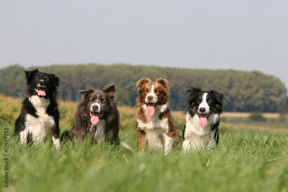 quatre chiens border collie assis de face dans champ vert - obrazy, fototapety, plakaty 