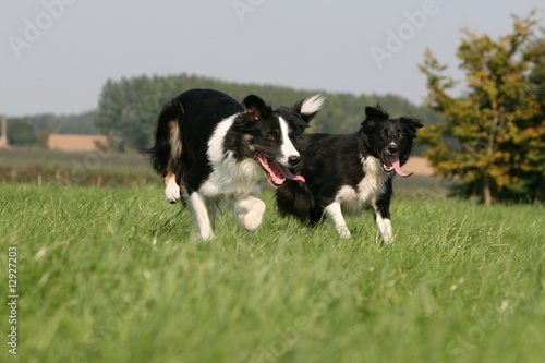Obraz na płótnie deux border collie en train de s'ébattre dans la nature,jeu w salonie