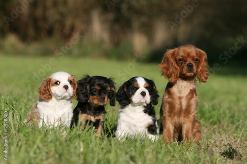 famille nombreuse de cavalier king charles assis ensemble © Dogs