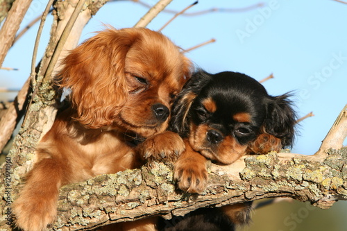 grande tendresse d'une mère cavalier king charles à son chiot photo