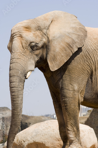 perfil elefante
