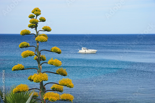Gelbe Agavenblüte und Motoryacht an der Côte d'Azur