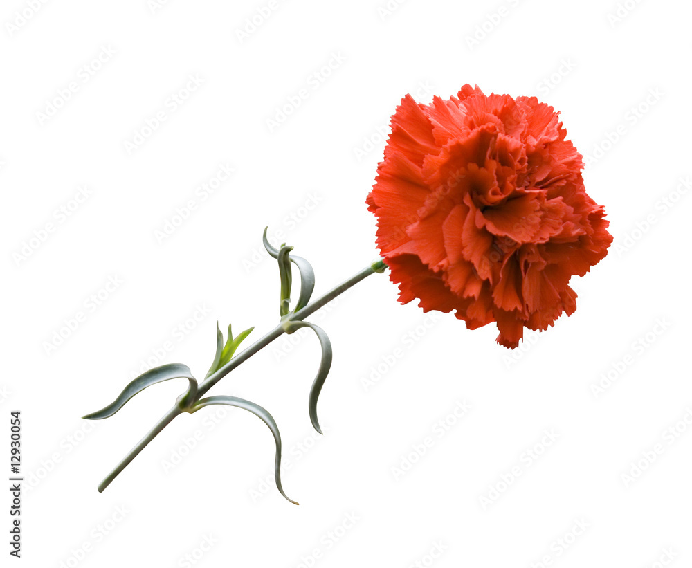 Flor del Clavel Rojo foto de Stock | Adobe Stock