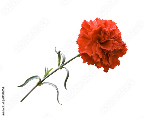 Flor del Clavel Rojo