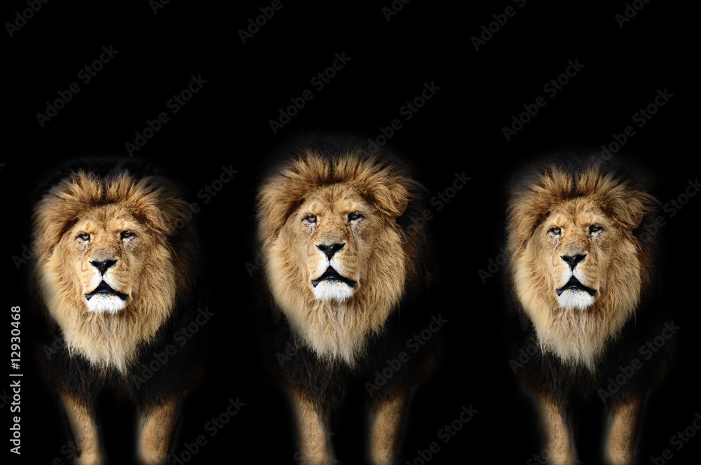 Naklejka premium Lew