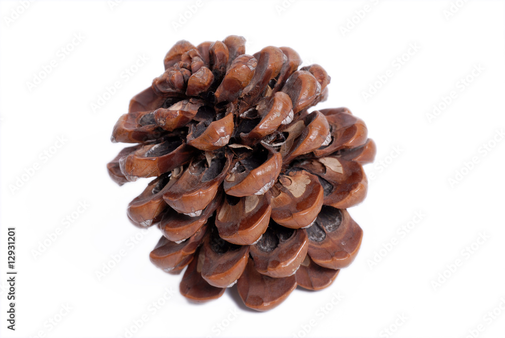 szyszka, cone szyszka, cone