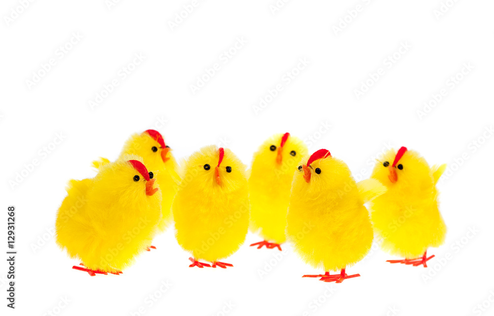 yellow easter chicks isolated