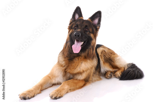 German shepherd on a white background.