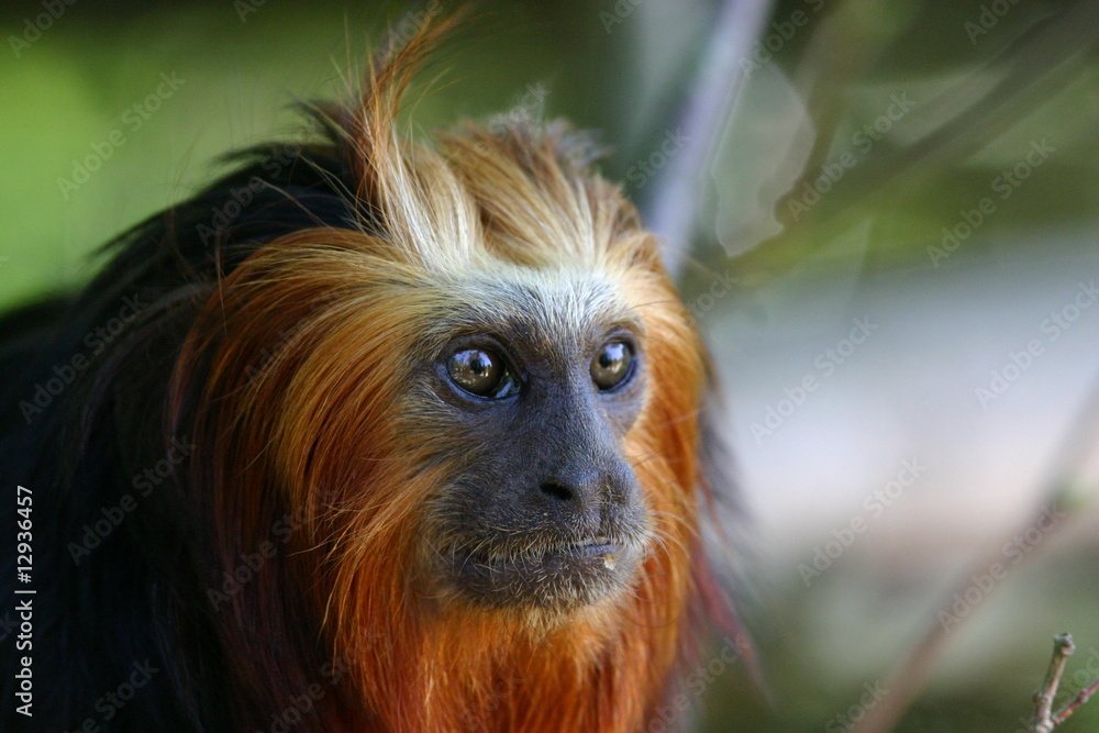 Lion Tamarin Lion Tamarin