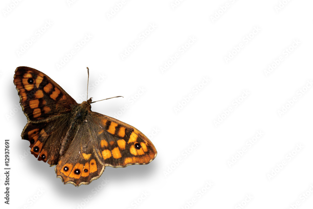 papillon seul papillon seul