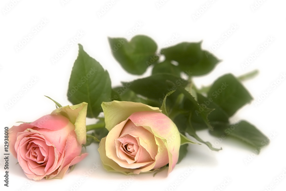 Naklejka premium Pink rose