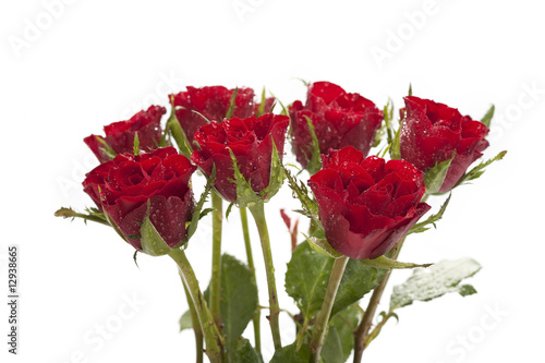 Fototapeta Naklejka Na Ścianę i Meble -  Beautiful red wet roses on a white background