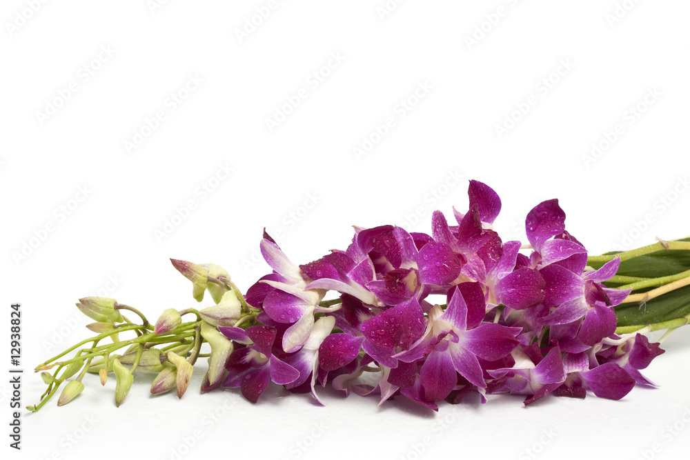 pink blossoming orchid branch on white background