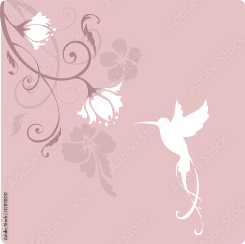 Colibri bird