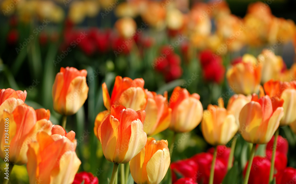 Softly colored yellow-red tulips in the evening glow Softly colored yellow-red tulips in the evening glow