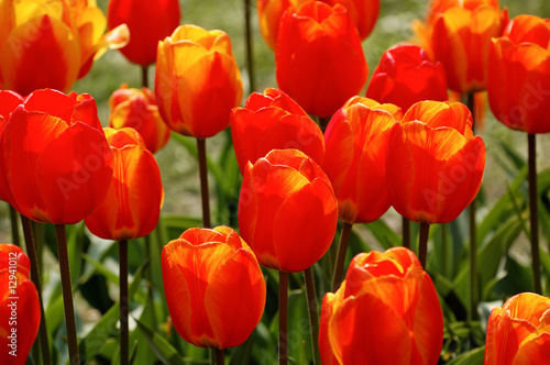 Softly colored red-yellow tulips in the evening glow