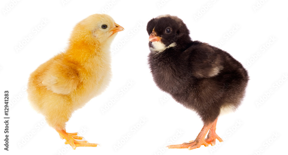 Two little chickens of different colors