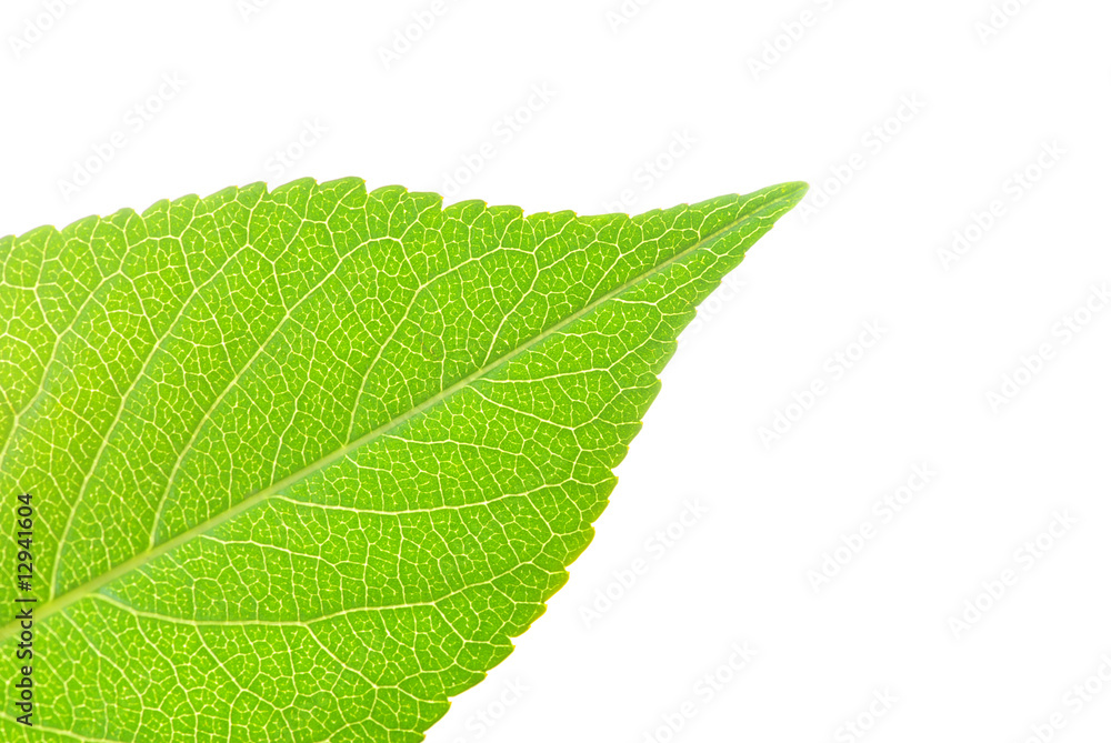 Obraz premium green leaf