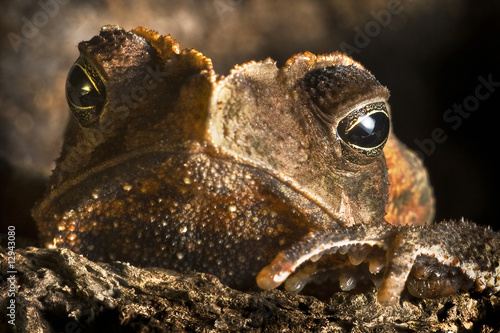 portret of crested toad photo