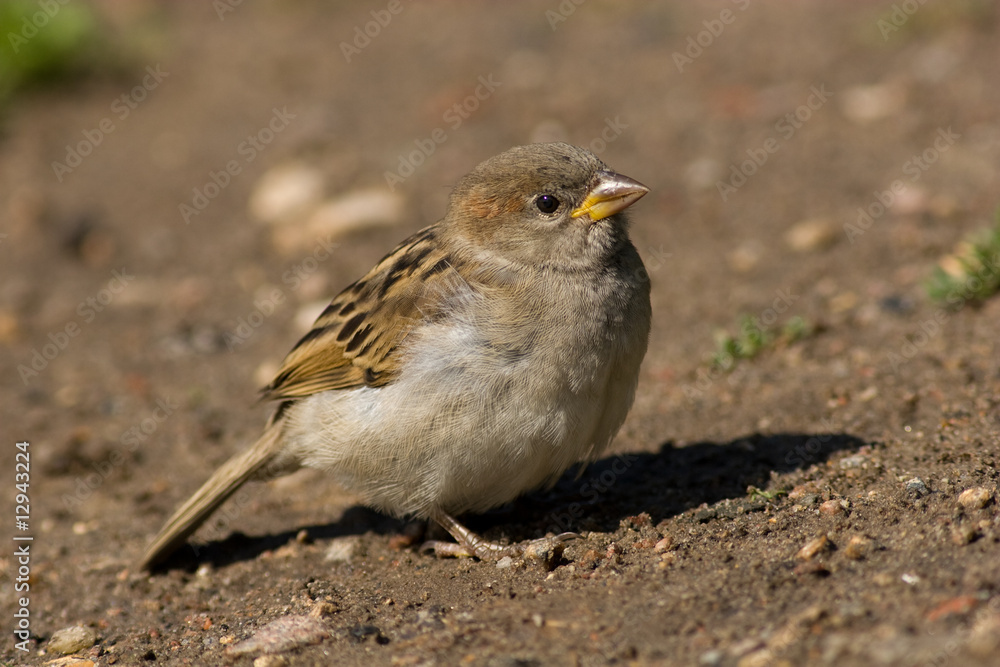 House Sparrow (Passer domesticus) House Sparrow (Passer domesticus)