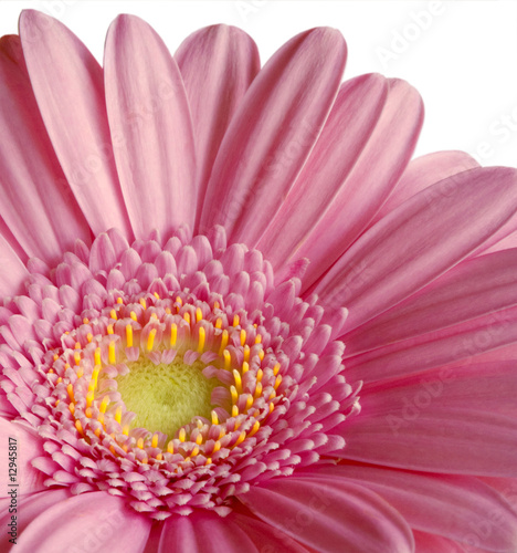 Pink gerbera - closeup