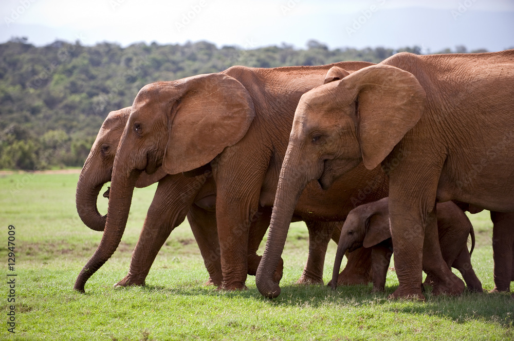 Obraz premium Elefantenherde