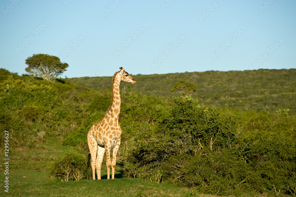 Obraz premium Giraffe