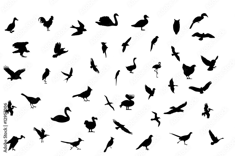 oiseaux oiseaux