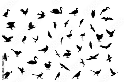 Wallpaper Mural oiseaux Torontodigital.ca