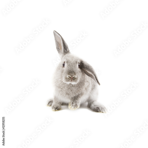 Obraz na płótnie Rabbit w salonie