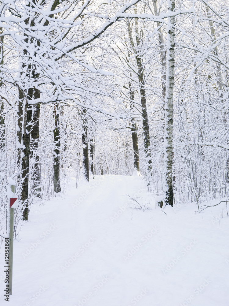 Fototapeta premium Windy road in winter