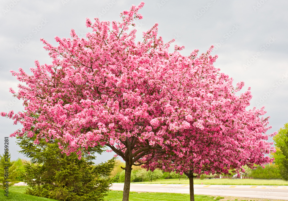 Fototapeta premium Two Flowering Redbud Trees