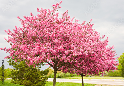 Fototapeta Two Flowering Redbud Trees