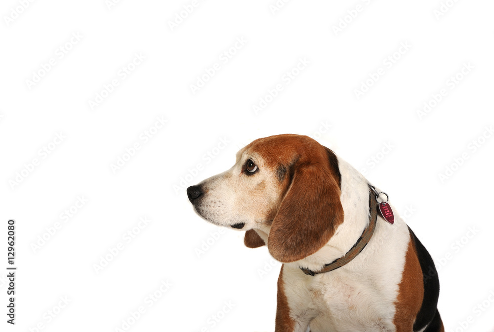 Beagle looking left