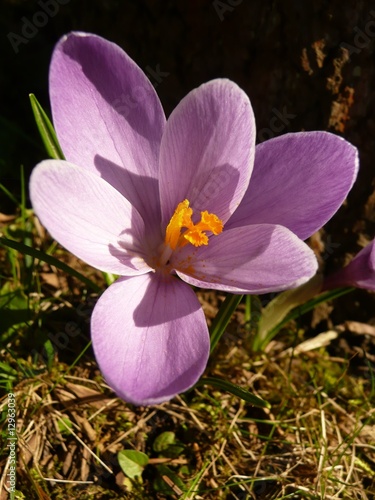 Fleur de printemps photo