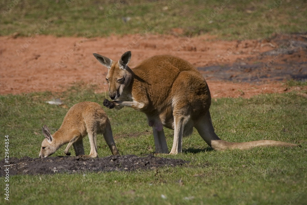 Rotes Riesenkänguru (Macropus rufus) Rotes Riesenkänguru (Macropus rufus)