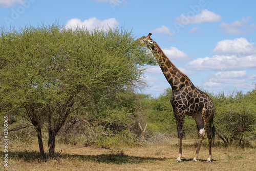 Canvas Print giraffe