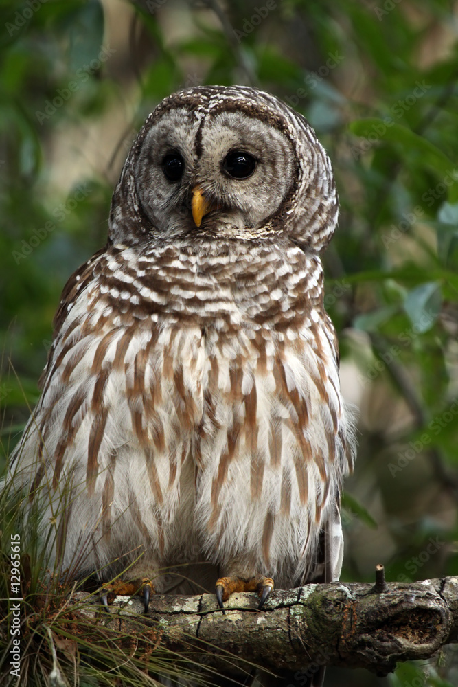 Fototapeta premium Barred Owl